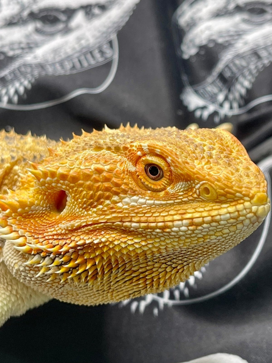 *Holdback Release* Hypo Dunner Orange Citrus Blue Bar Female (2p