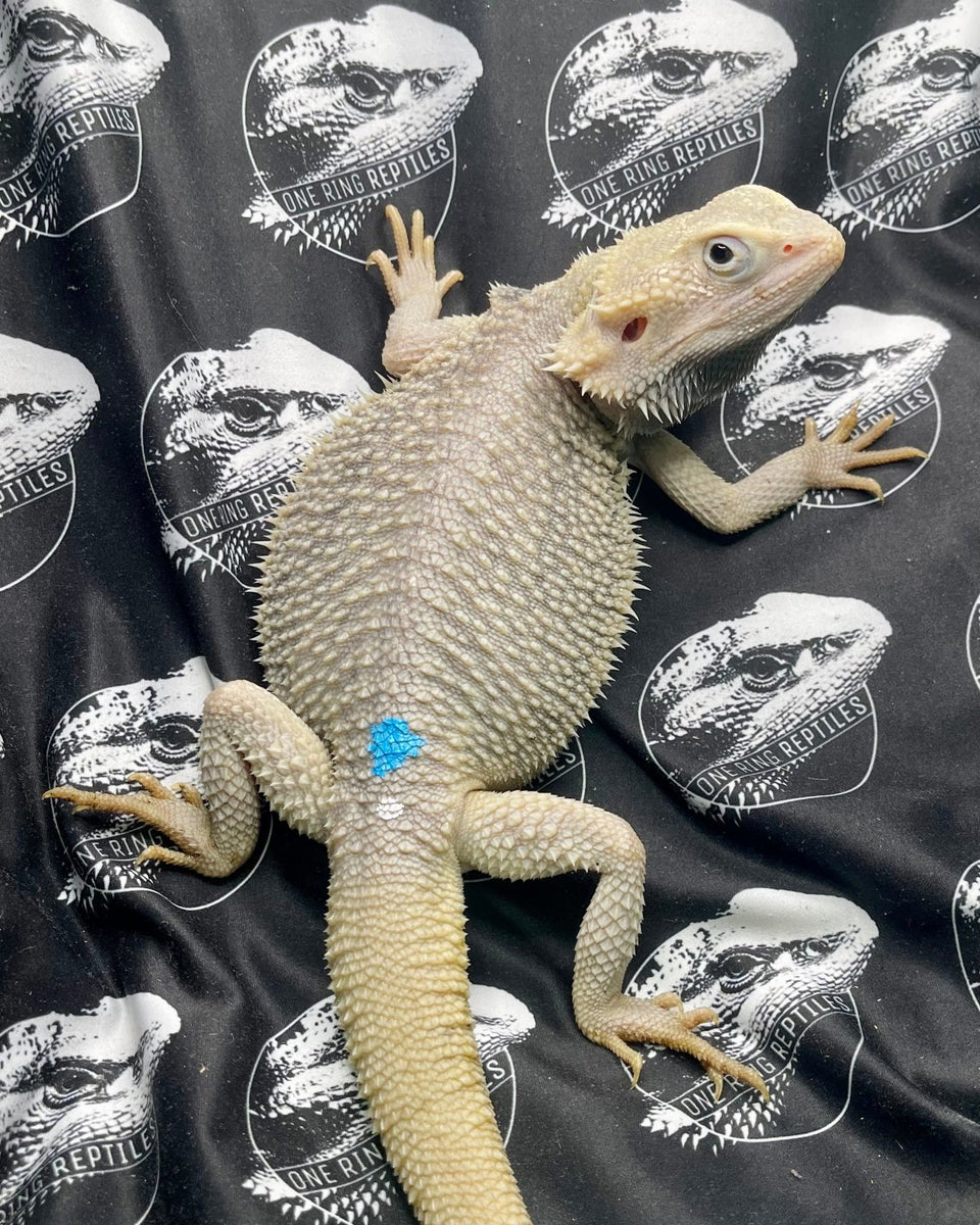 WE HAVE HYPO ZERO BEARDED DRAGON FOR SALE.