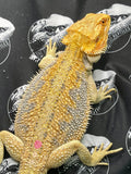 *Holdback Release* Hypo Dunner Orange Citrus Blue Bar Female (#2p) - One Ring Reptiles