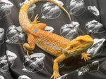 *Holdback Release* Hypo Dunner Orange Citrus Blue Bar Male (#2g) - One Ring Reptiles