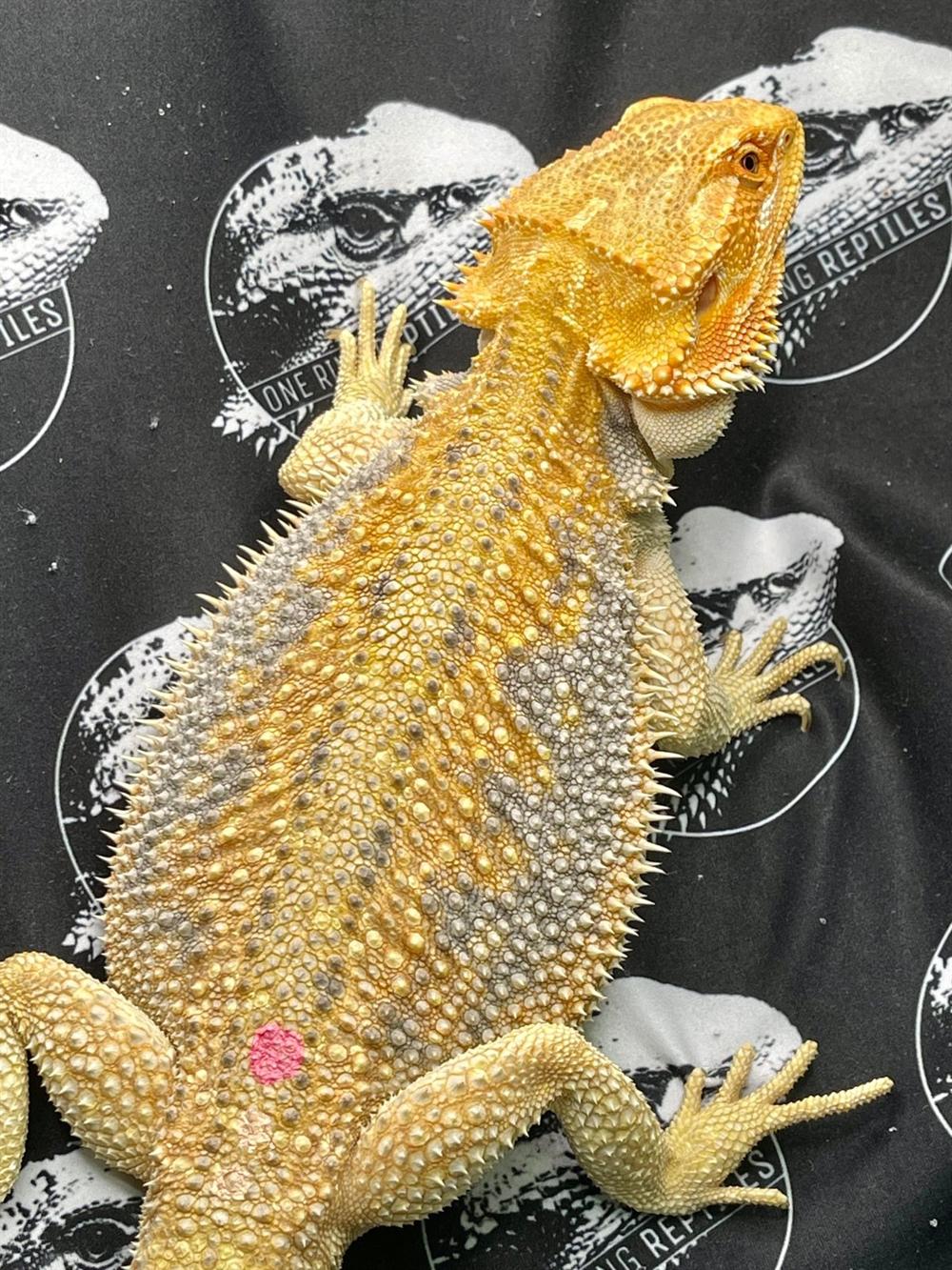 Hypo dunner orange citrus blue bar female bearded dragon