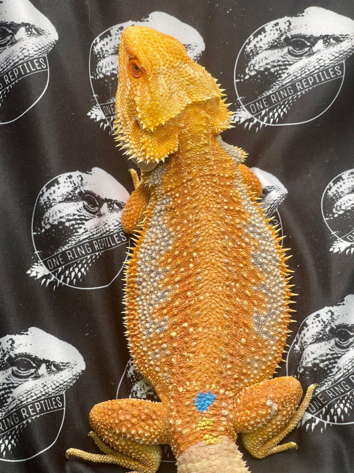 Hypo dunner orange citrus blue bar male bearded dragon