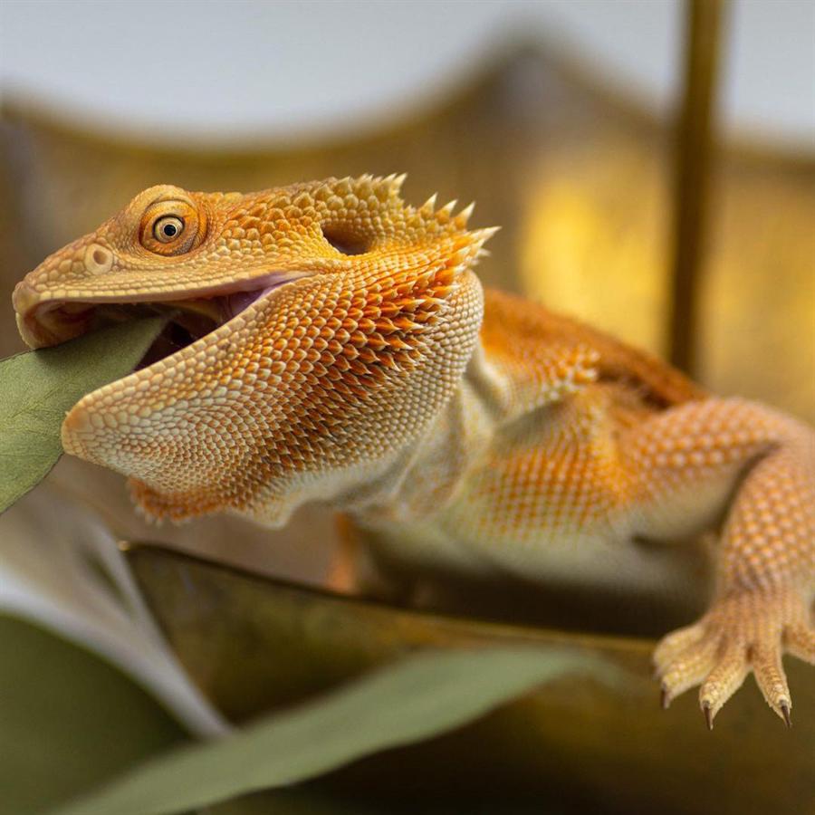 Elrond, a bearded dragon from the One Ring Reptiles collection
