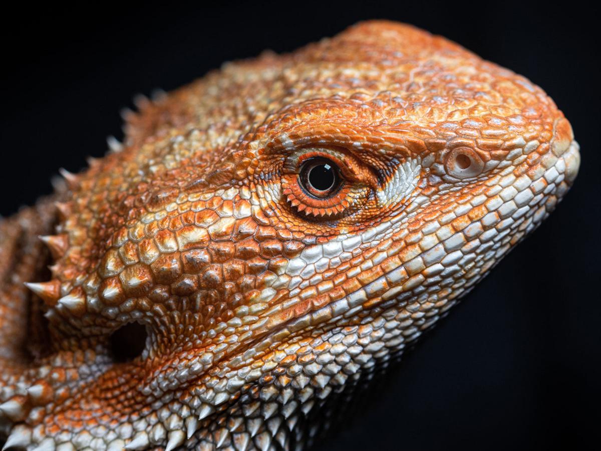 Pippin, a hypo citrus bearded dragon from the One Ring Reptiles breeding collection